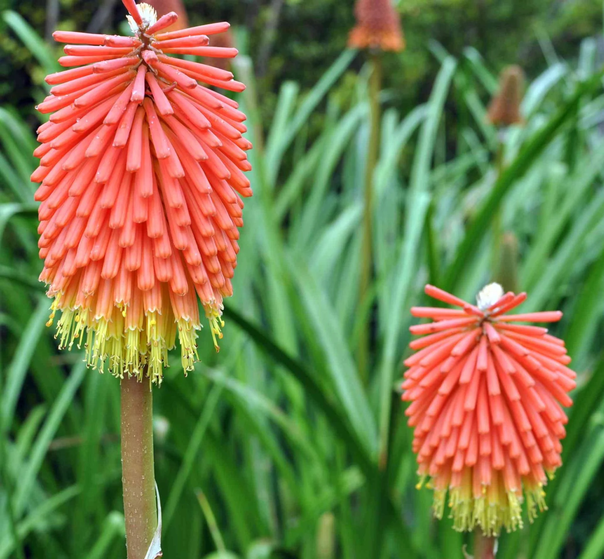 Kniphofia galpinii
