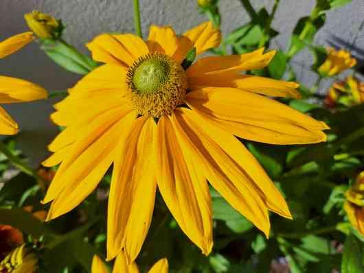 Rudbeckia 1