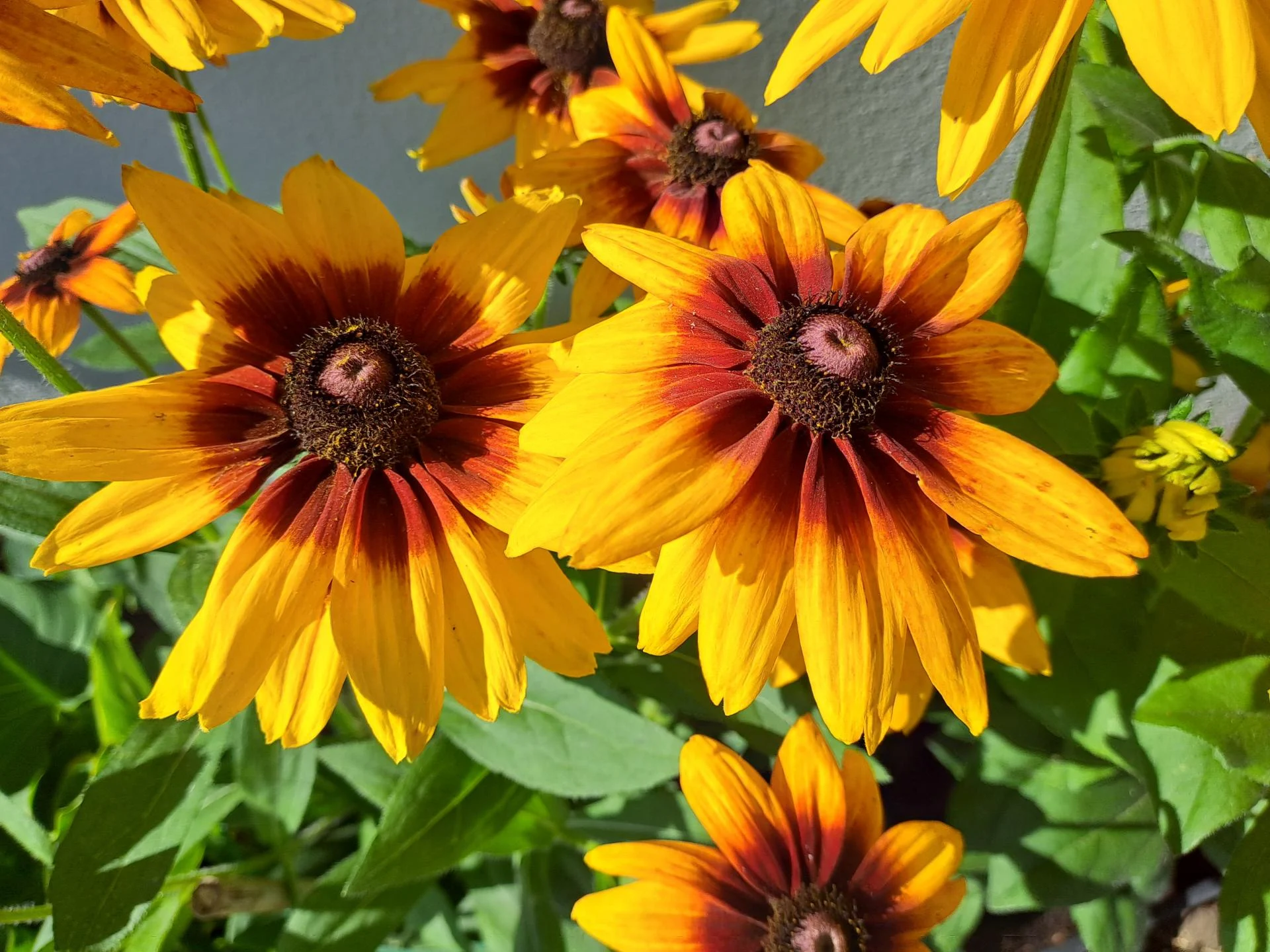 Rudbeckia 2